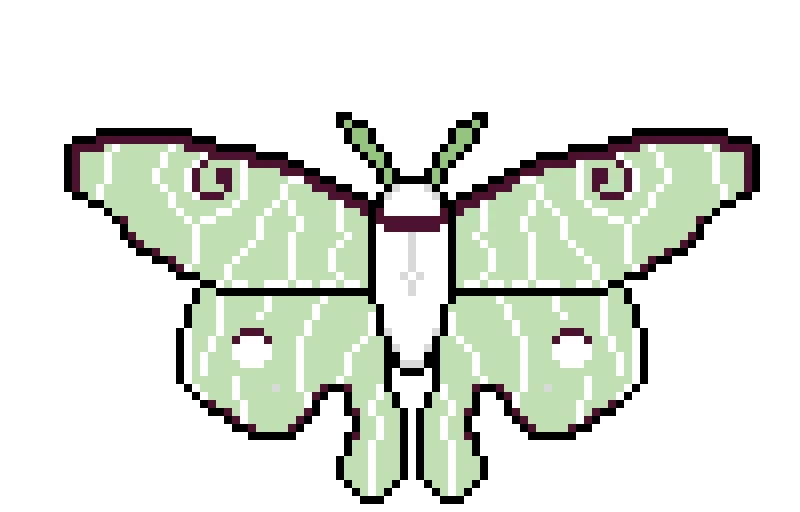 Moth