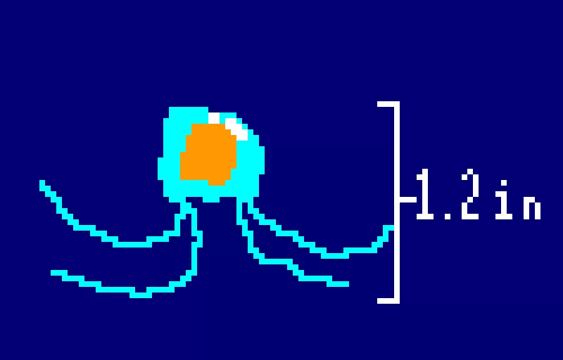 squibby-jellyfish-their-stings-feels-like-literally-nothing-they-are-safe-to-touch