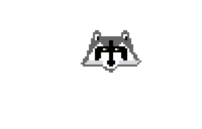 raccoon
