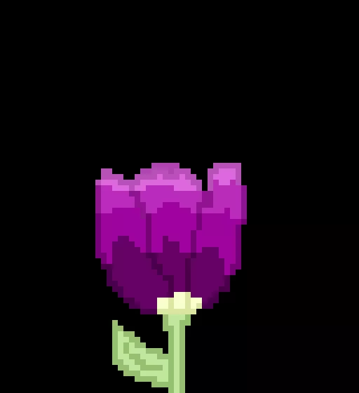 tulip 3