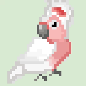 cockatoo