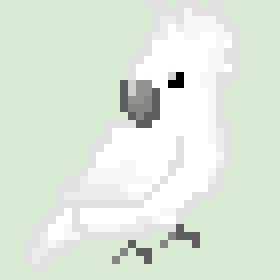 cockatoo