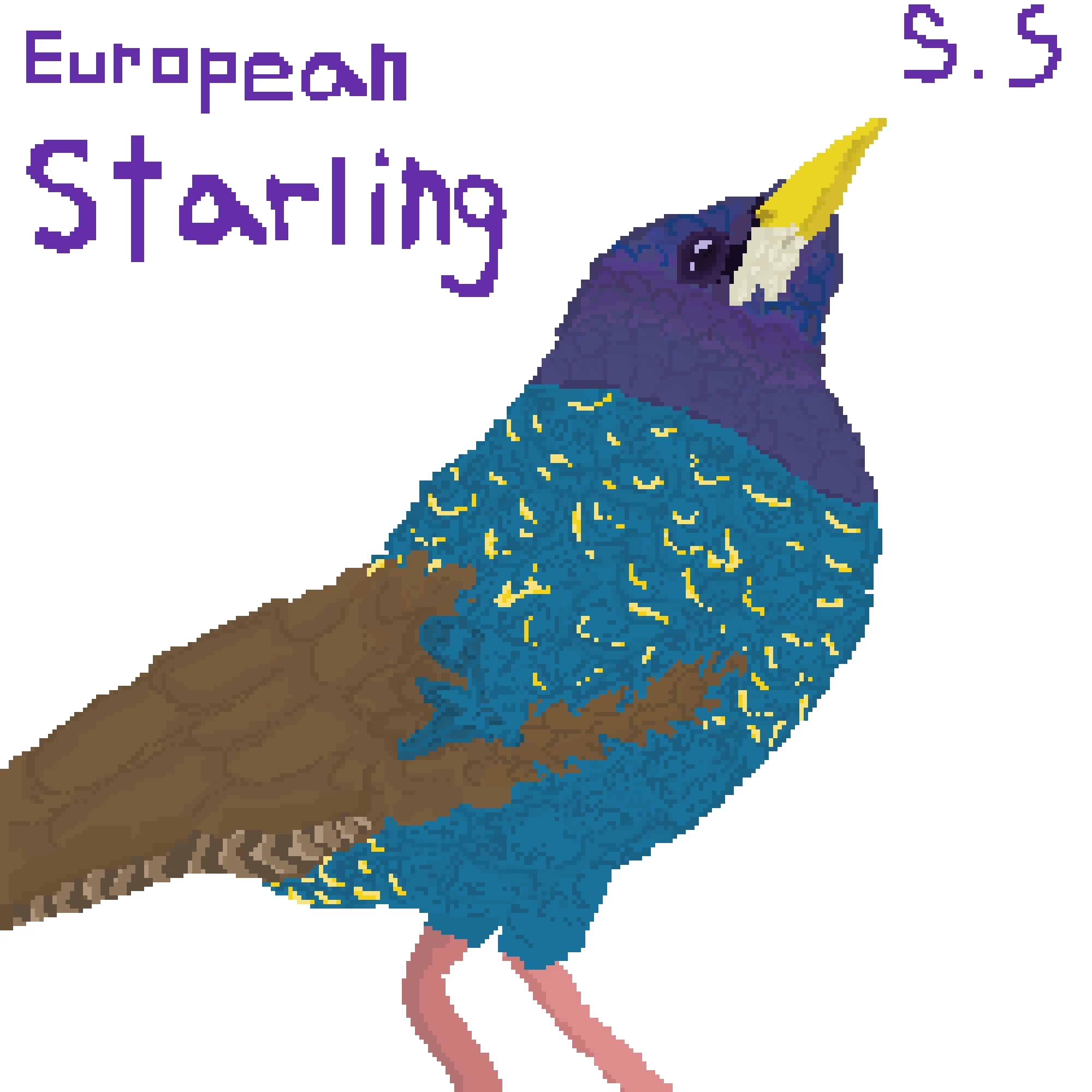 european starling by s stan 779926