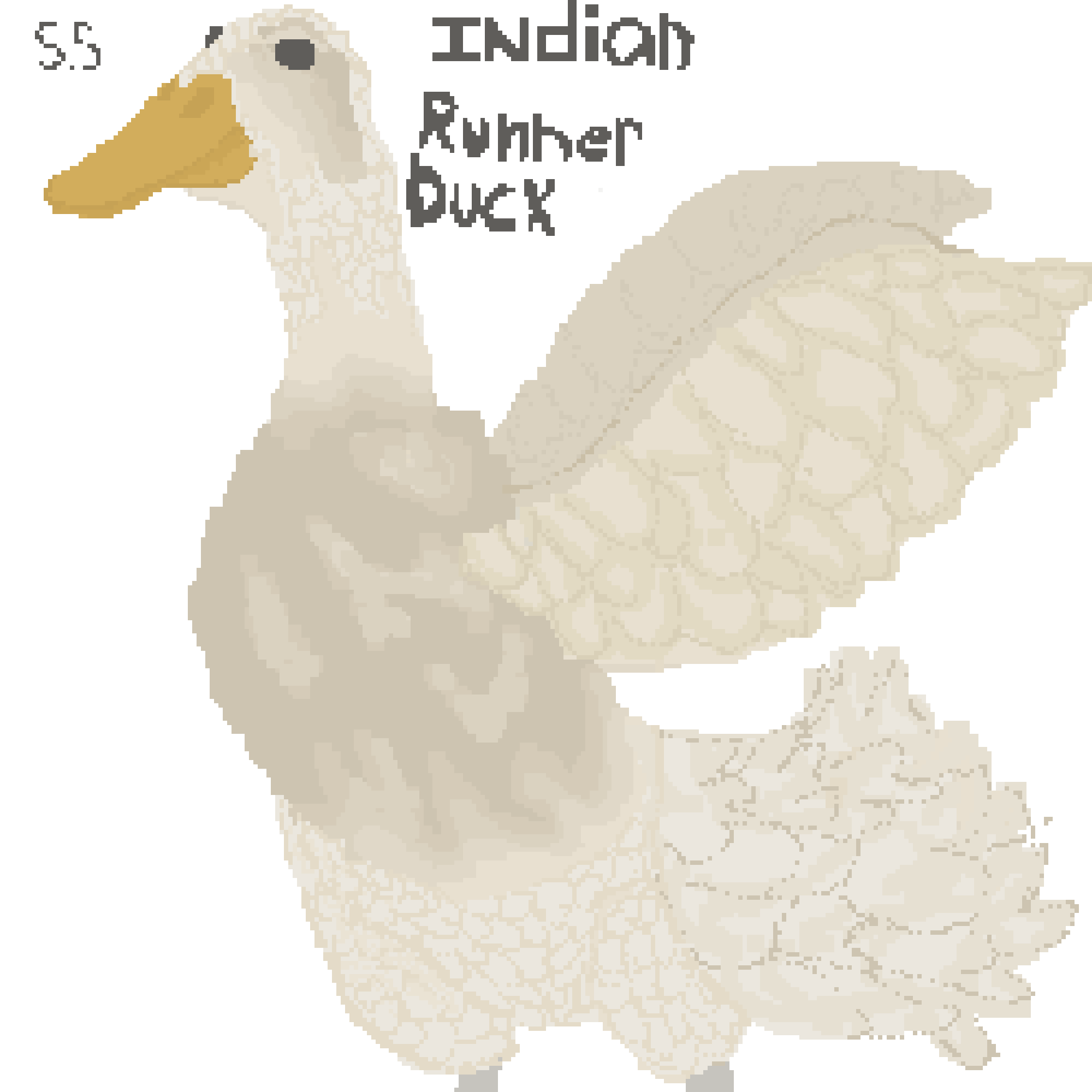 Indian Runner Duck (By S.Stan / 779926) (Editable version)