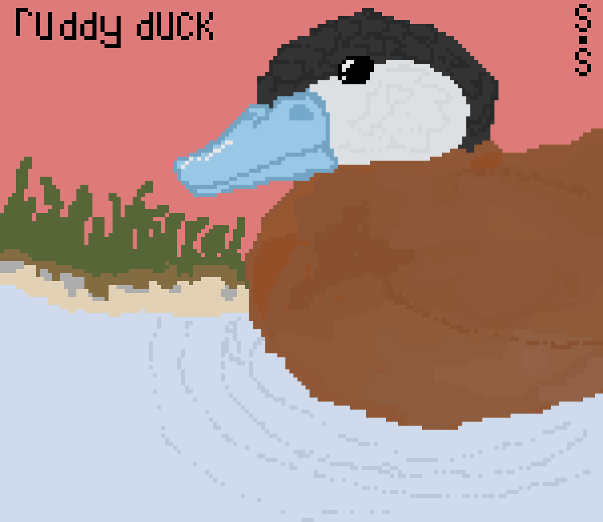 Ruddy Duck (By S.Stan / 779926) QUACK