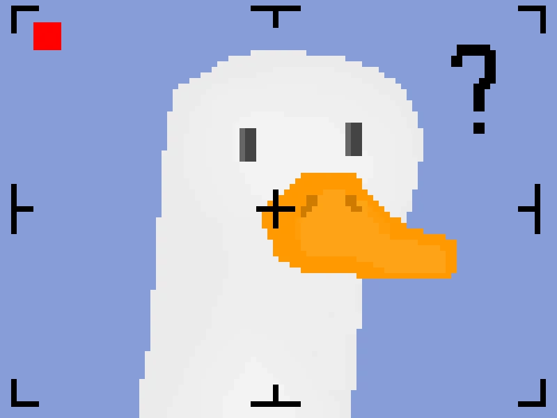 goose finds a camera