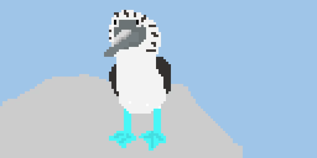 blue-footed-booby-contest