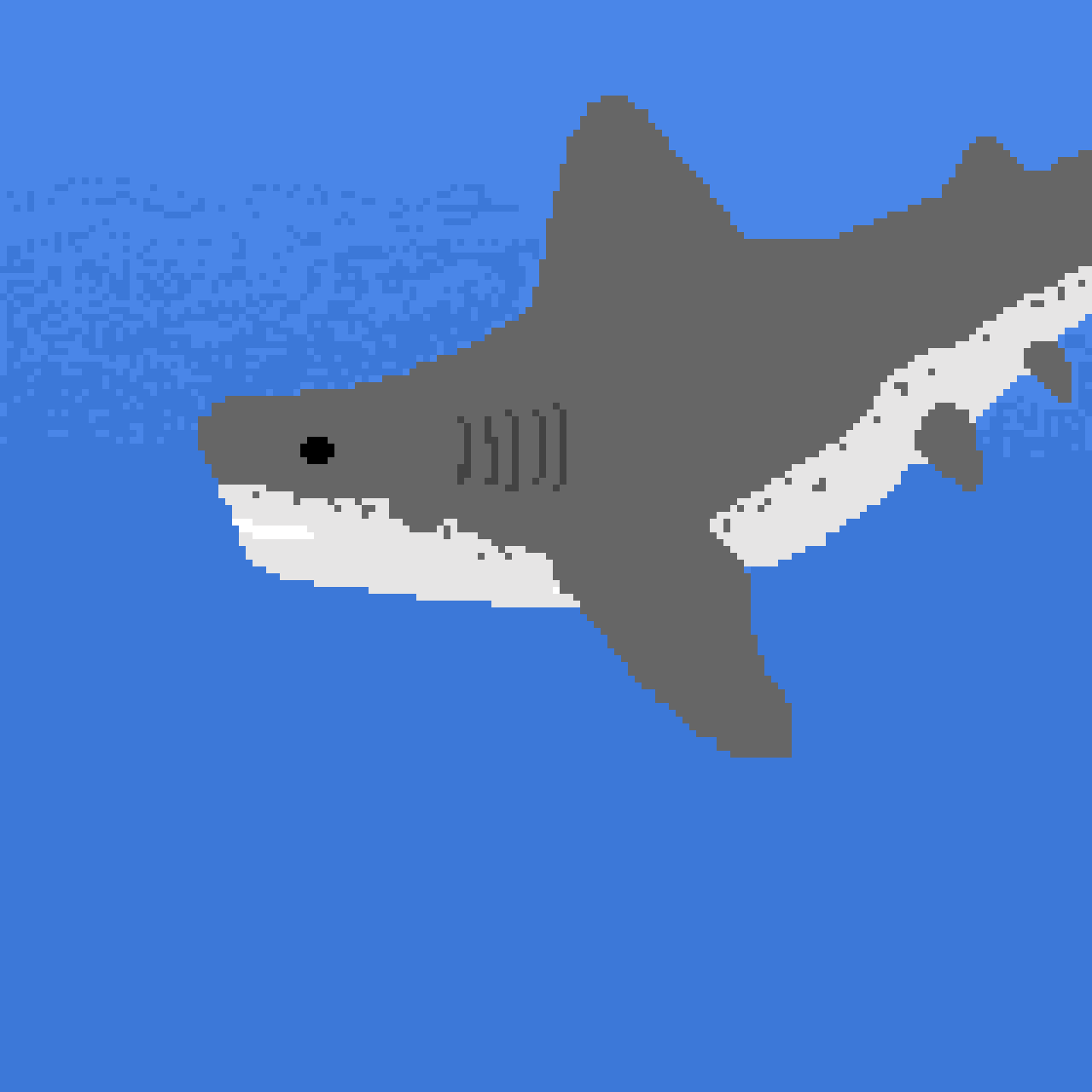 Shark in water