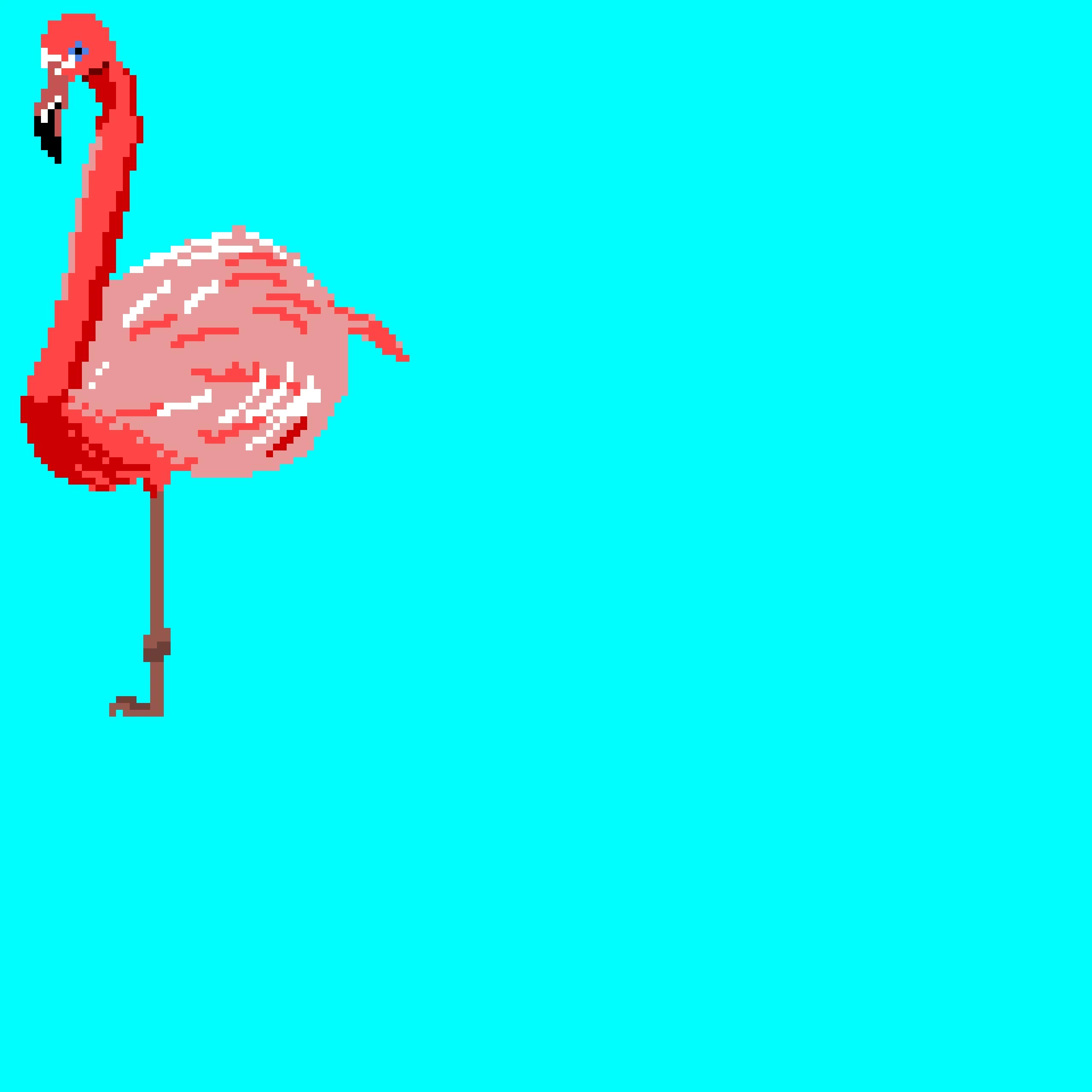 Flamingo (contest)