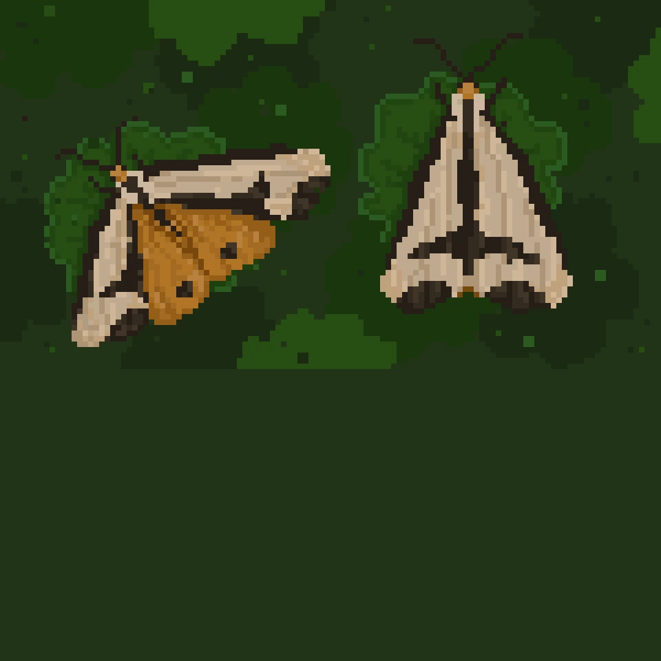 clymene moths on clovers